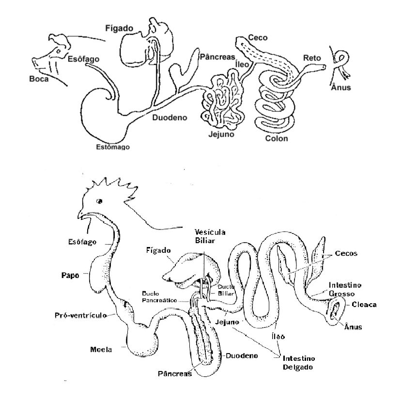 Capacitação em Anatomia e Fisiologia do Trato Digestório de Aves e Suínos